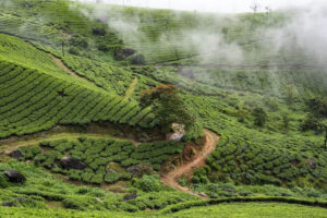 Hill Stations in India - Munnar