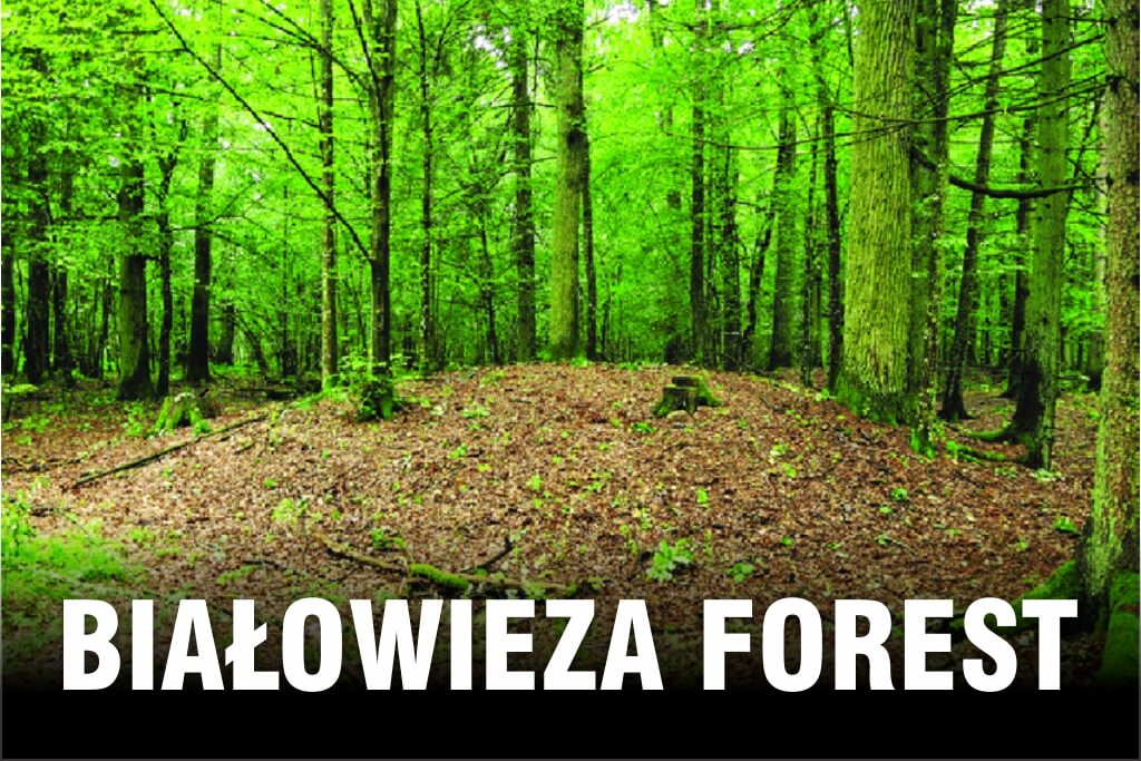 Białowieża Forest poland