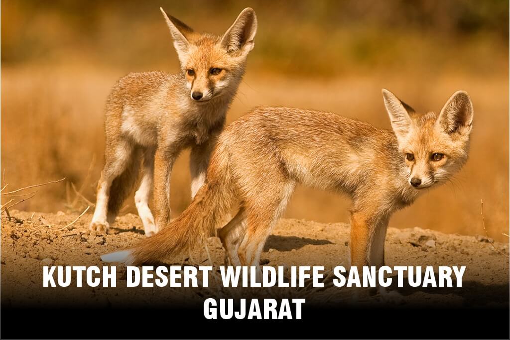 Kutch Desert Wildlife Sanctuary, Gujarat