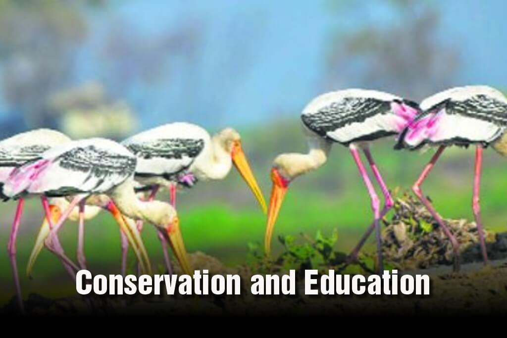 Conservation and Education