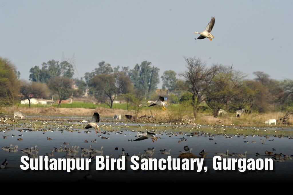 Sultanpur Bird Sanctuary - Gurgaon