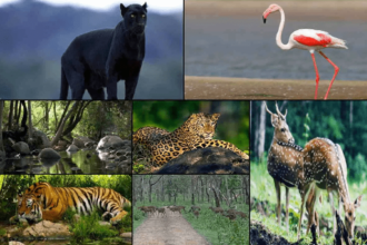 Top 10 Amazing Wildlife Sanctuaries in India