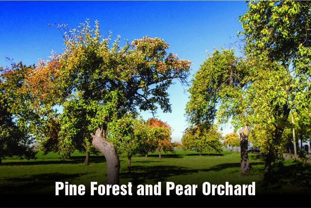 Pine Forest and Pear Orchard