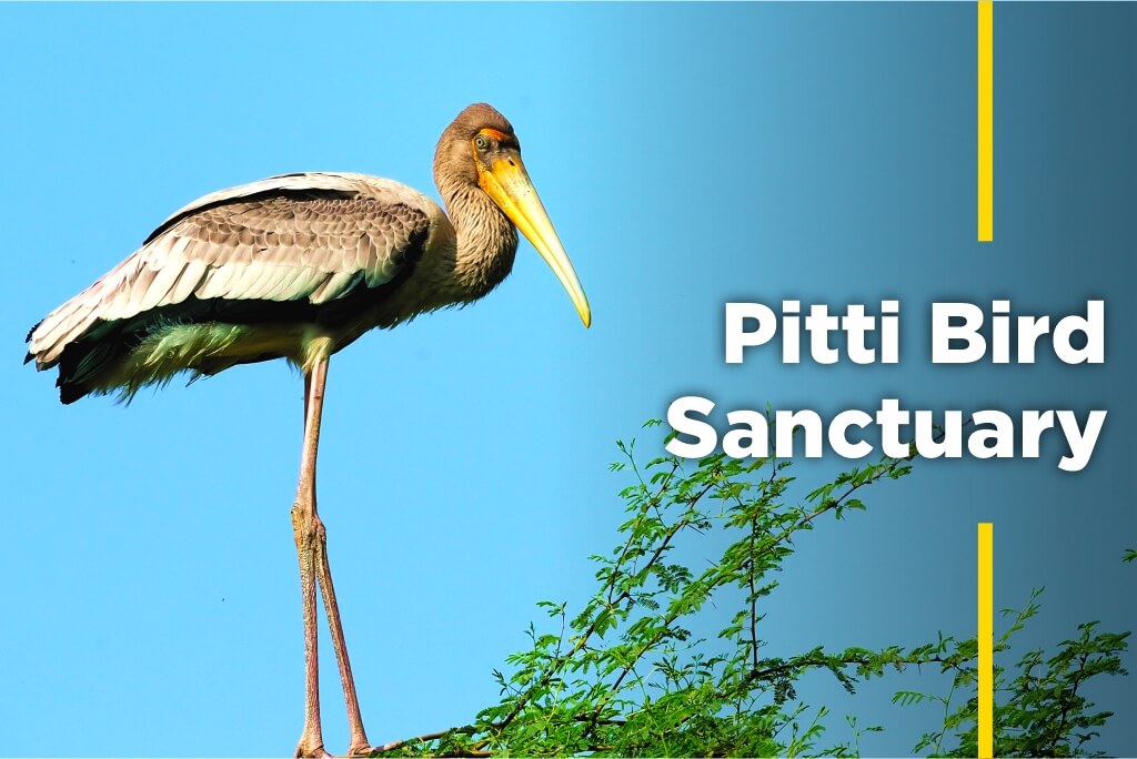 Pitti-Bird
