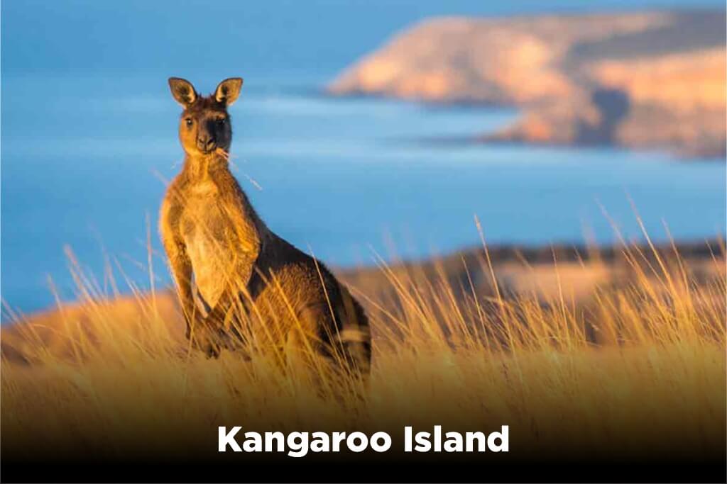 Kangaroo Island