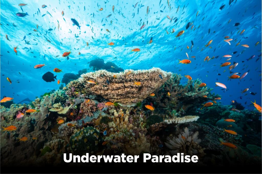 Underwater Paradise