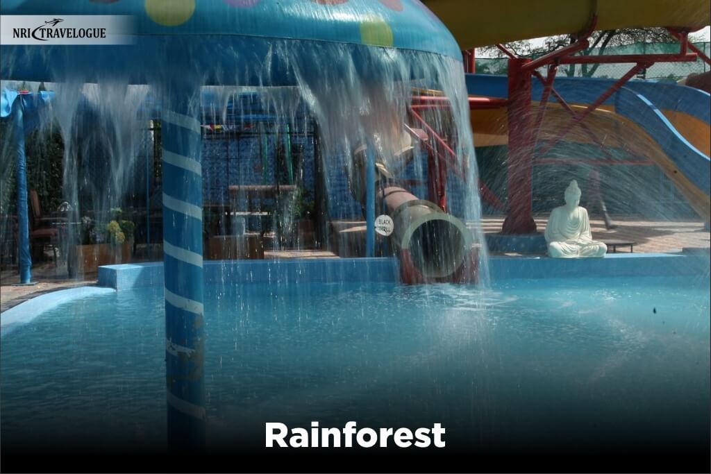 Rainforest