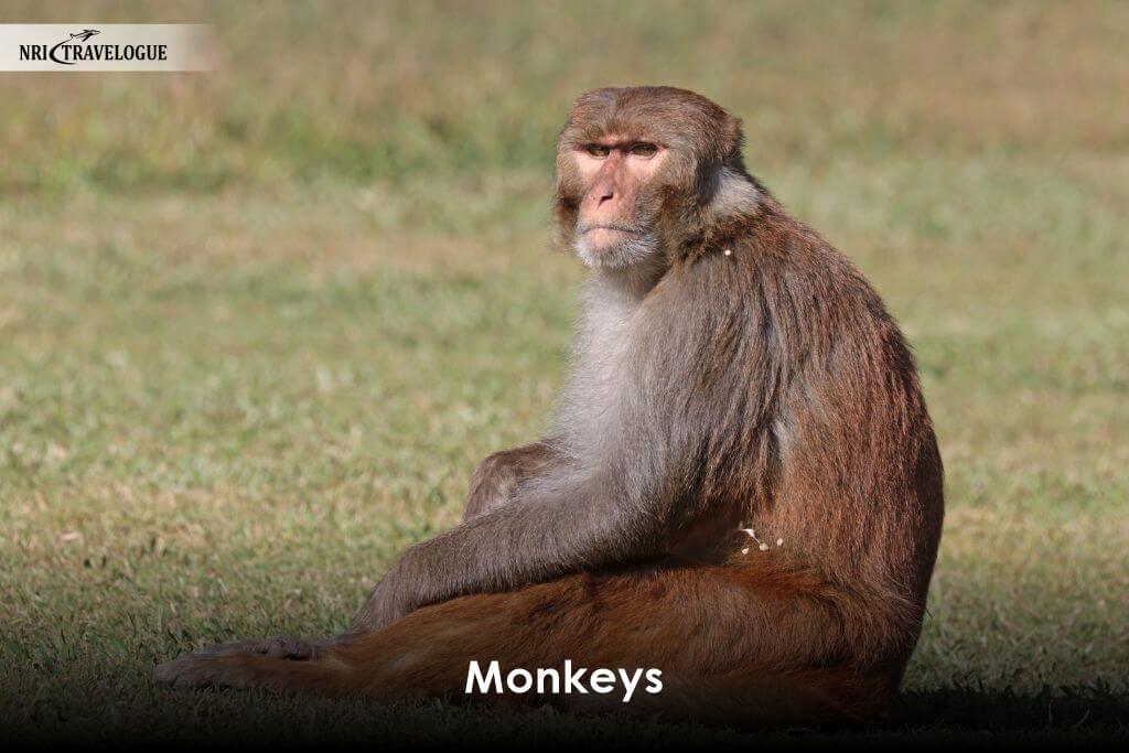 Monkeys