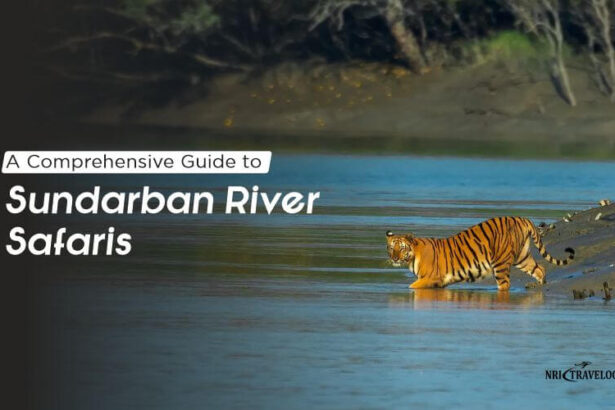 guide to sundarban river safaris