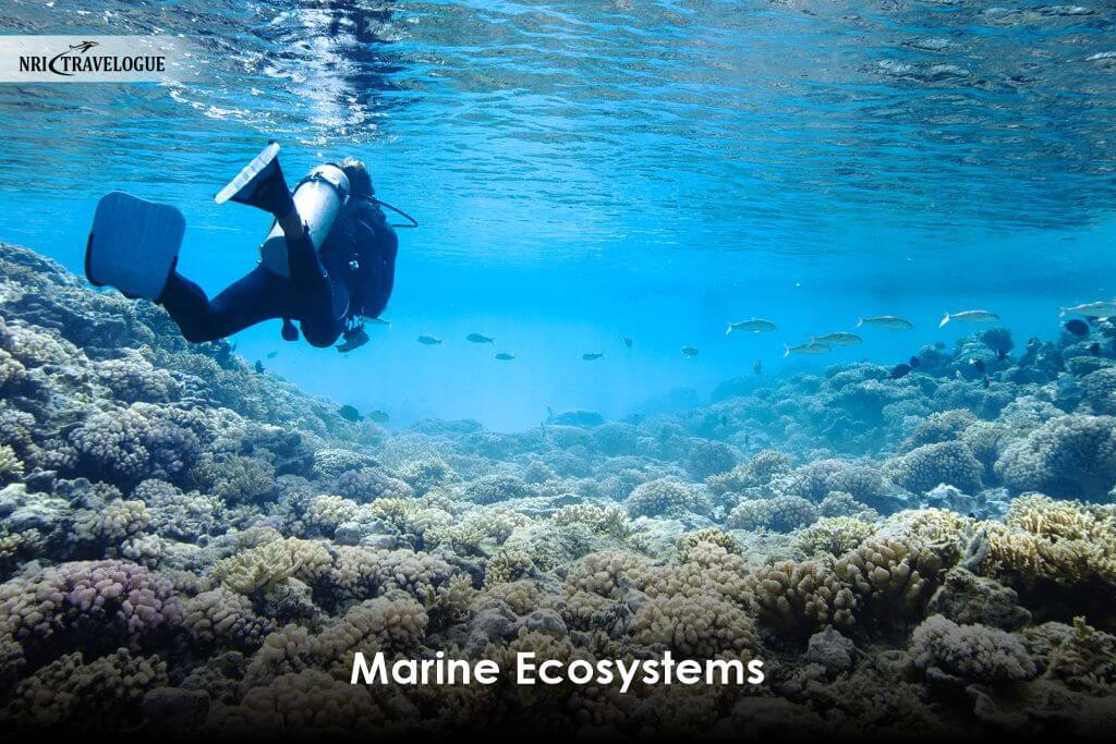 Marine Ecosystems
