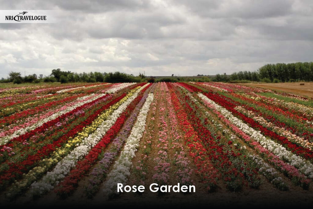 Rose Garden
