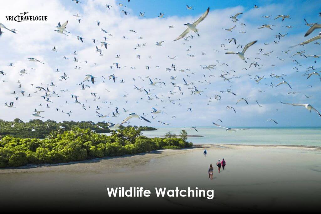 Wildlife Watching