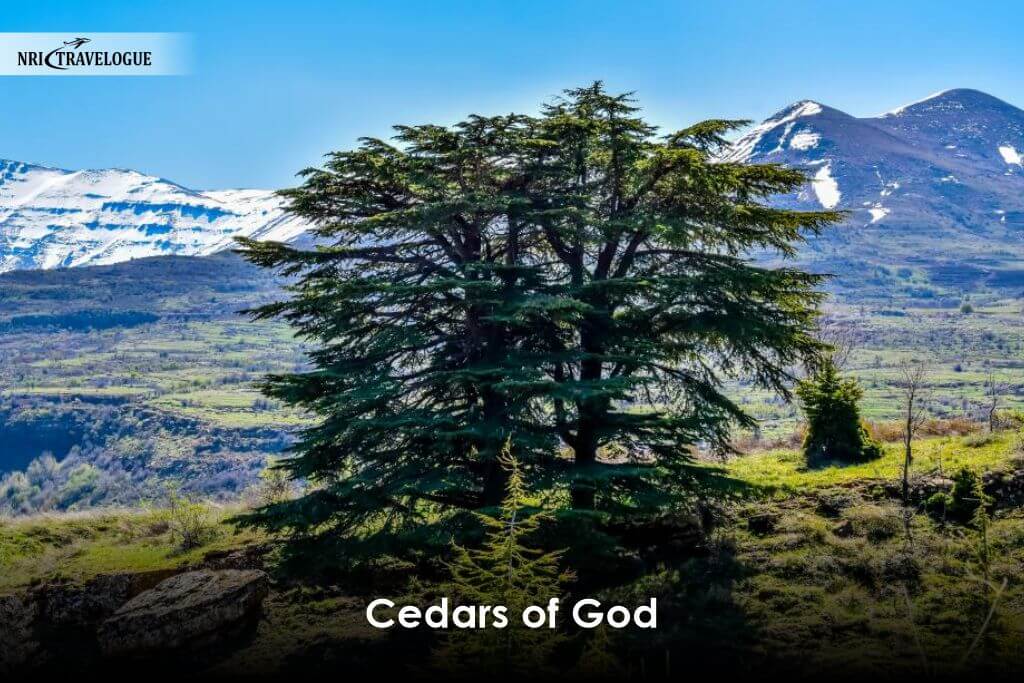 Cedars of God