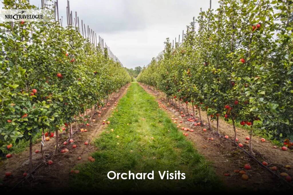 Orchard Visits