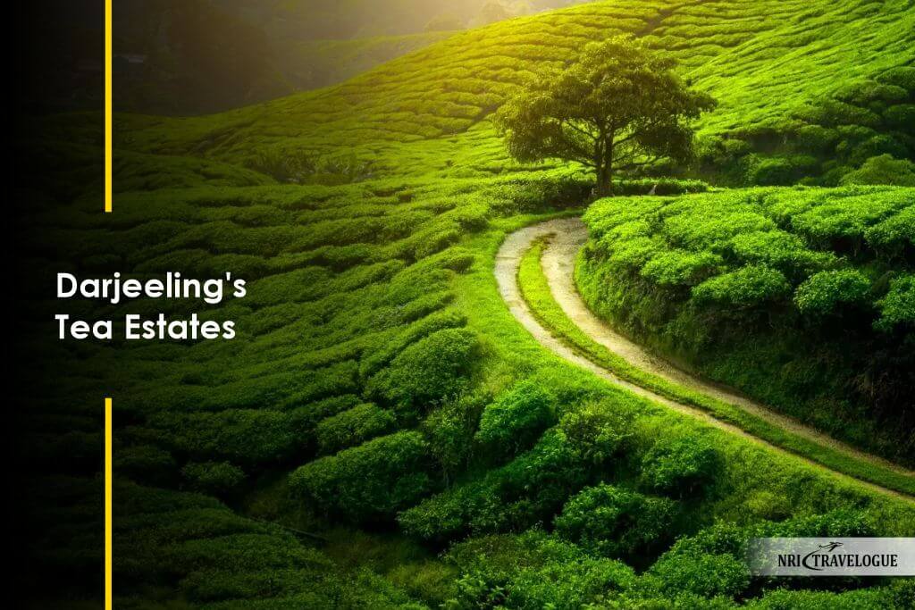Darjeeling's Tea Estates