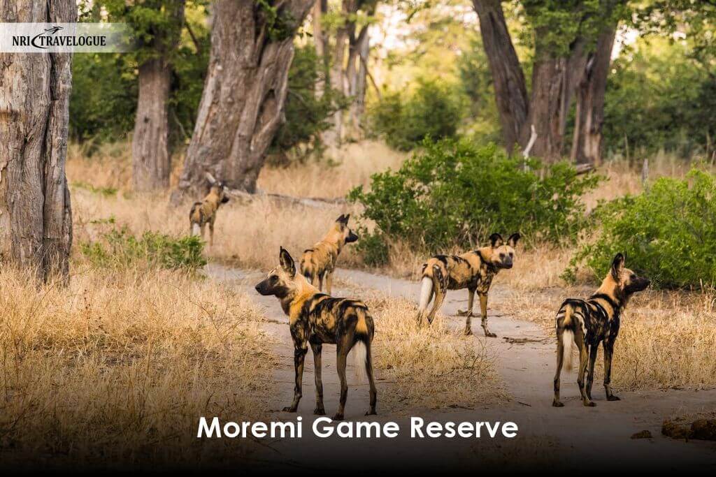 Moremi Game Reserve