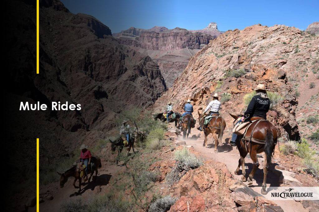 Mule Rides