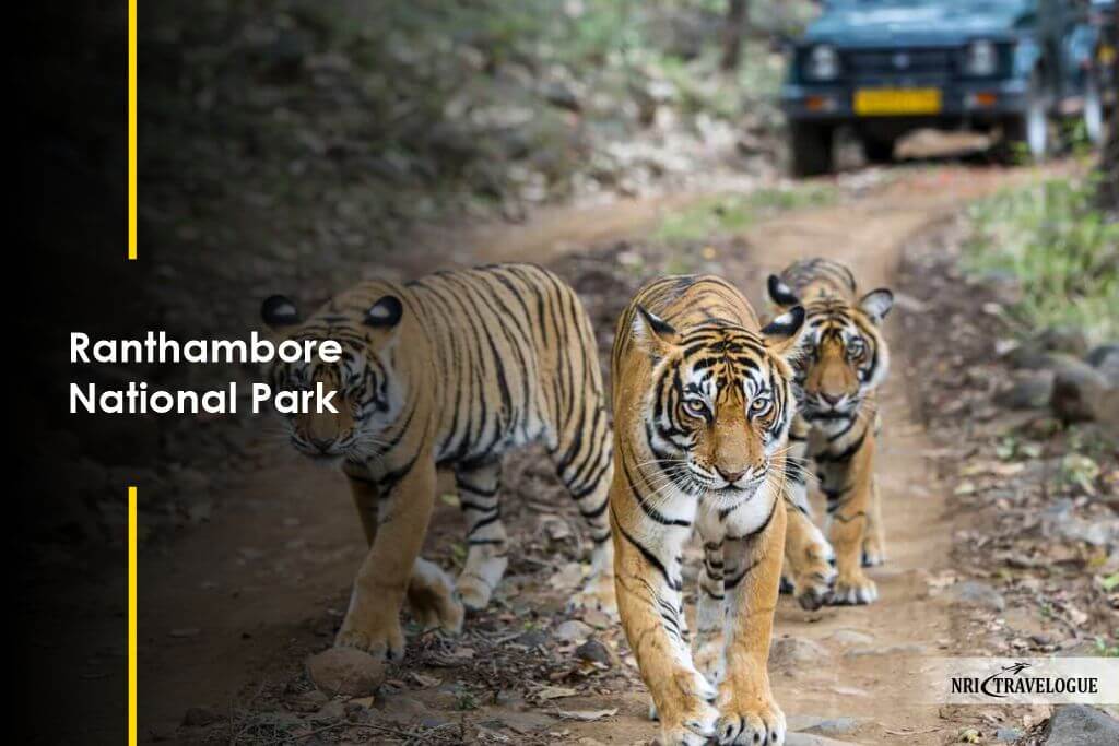 Ranthambore National Park