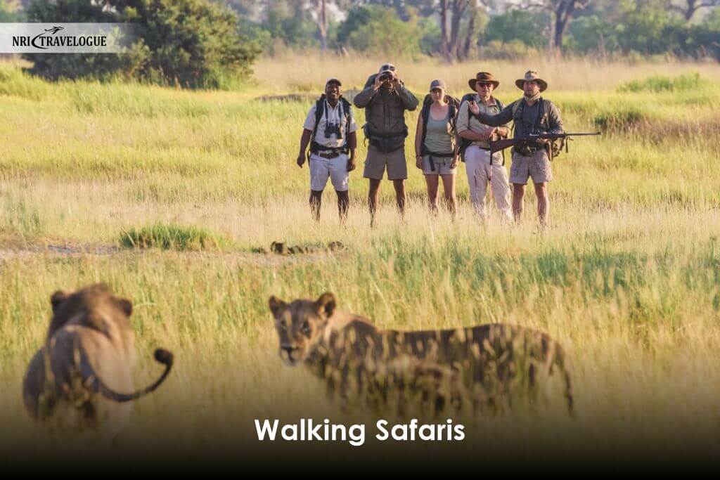 Walking Safaris