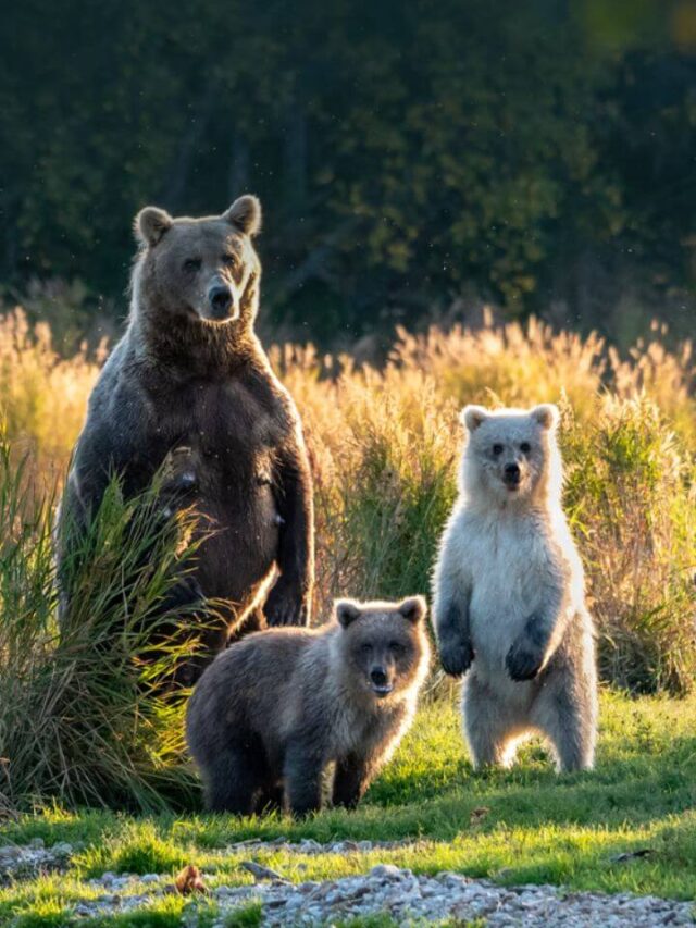 Alaska’s Most Dangerous Beauty: Inside Katmai National Park