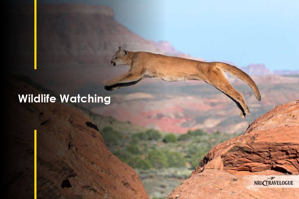 Wildlife Watching