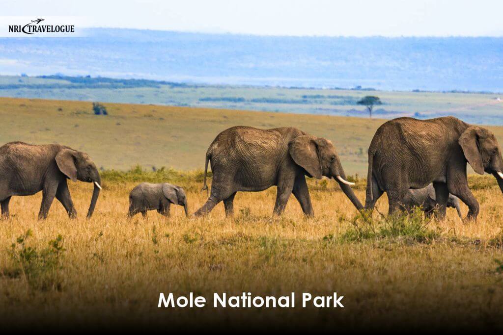Mole National Park