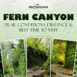 fern canyon trail guide