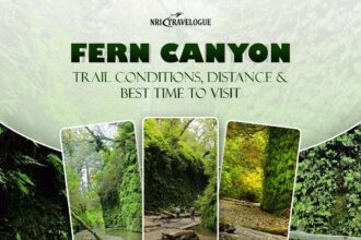 fern canyon trail guide