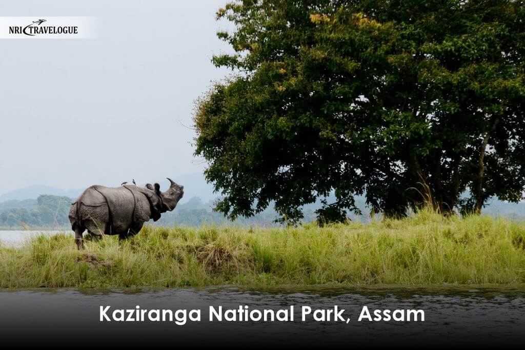 Kaziranga National Park, Assam