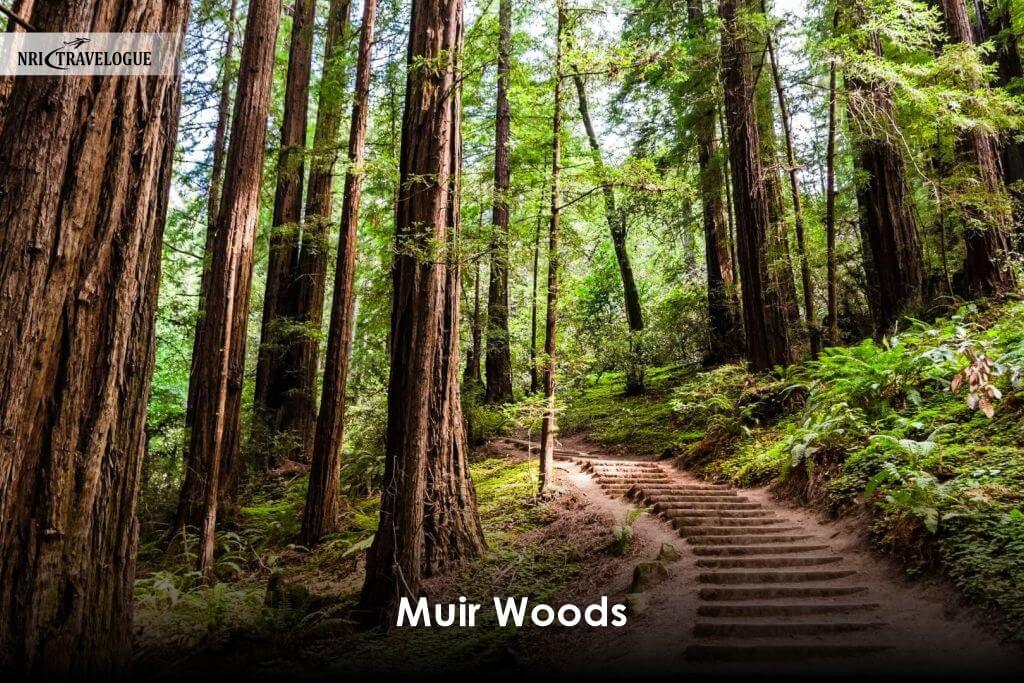 Muir Woods