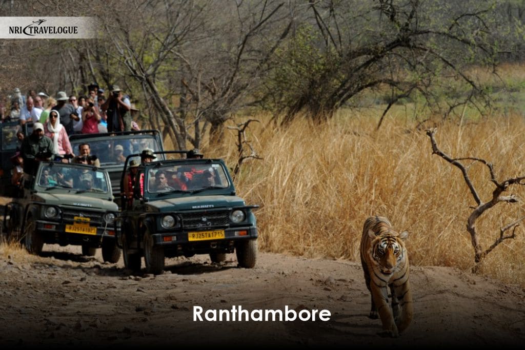 Ranthambore