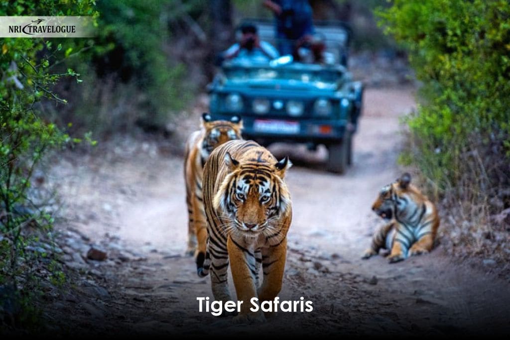 Tiger Safaris