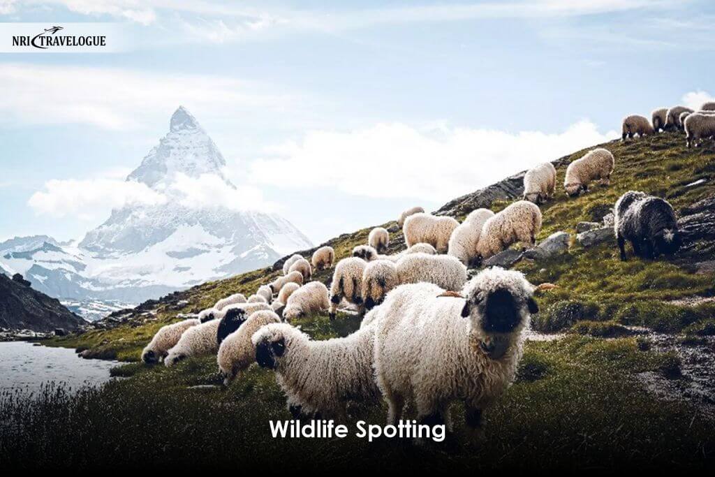 Wildlife Spotting