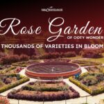 Rose Garden of Ooty Wonders Thousands of Varieties in Bloom