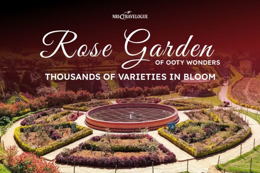 Rose Garden of Ooty Wonders Thousands of Varieties in Bloom