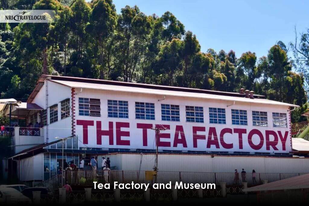 Tea Factory and Museum