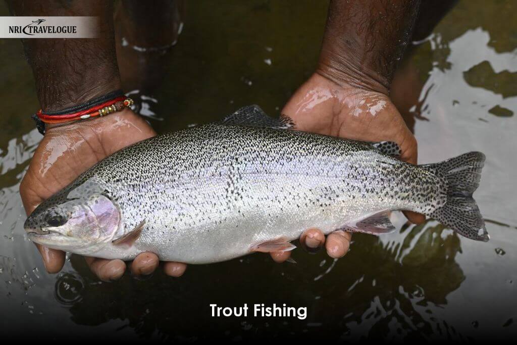 Trout Fishing