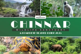 Chinnar Wildlife Sanctuary: A Complete Travel Guide 2025
