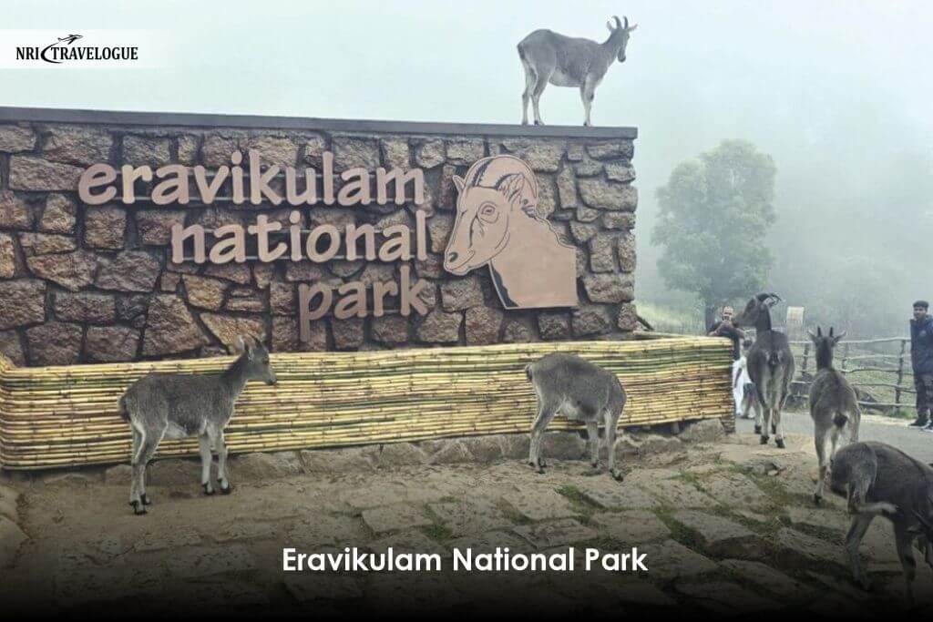 Eravikulam National Park