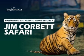 Everything You Need to Know Before a Jim Corbett Safari