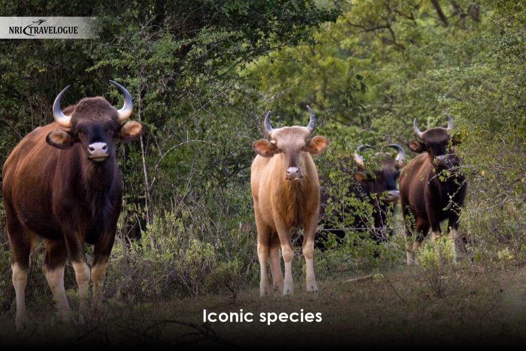 Iconic species: