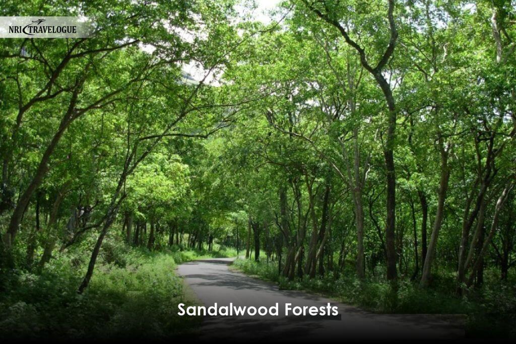 Sandalwood Forests
