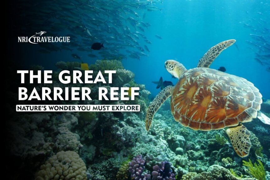 The Great Barrier Reef: Nature’s Wonder You Must Explore