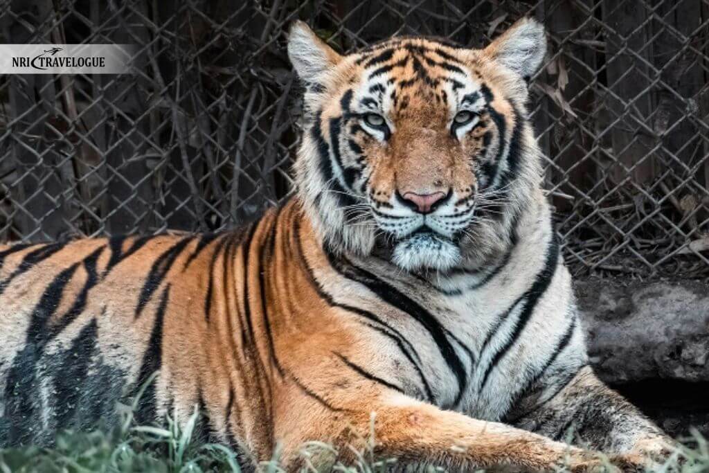 Bengal Tiger