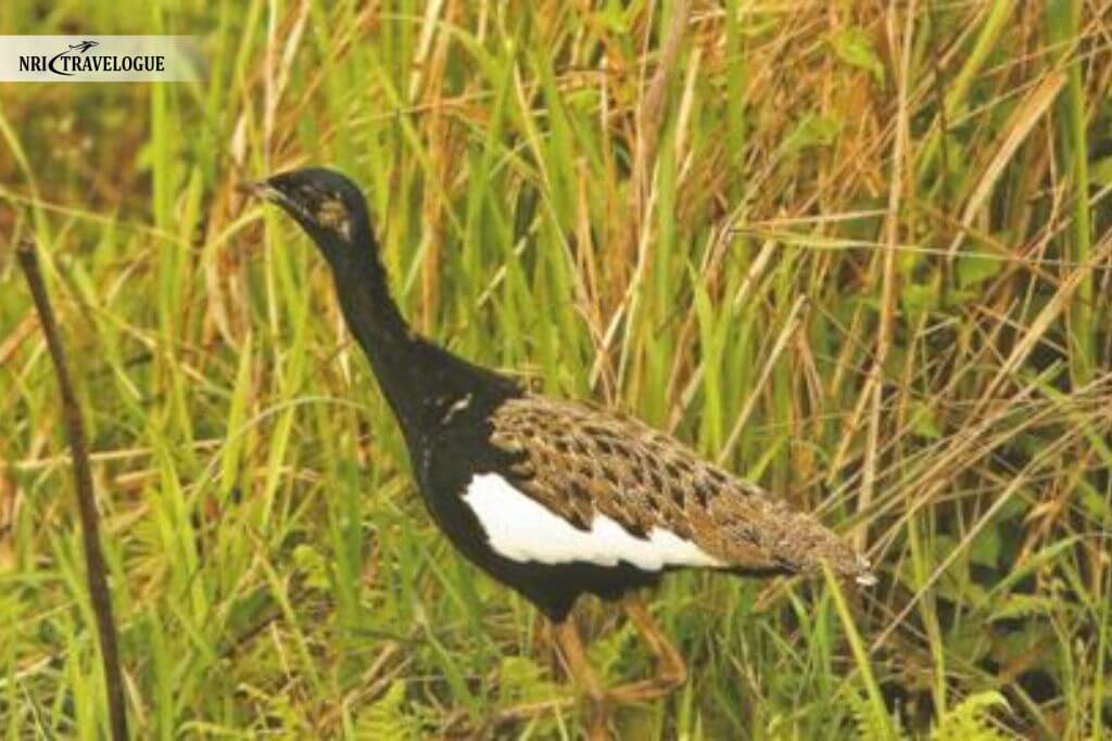 Bengal Florican