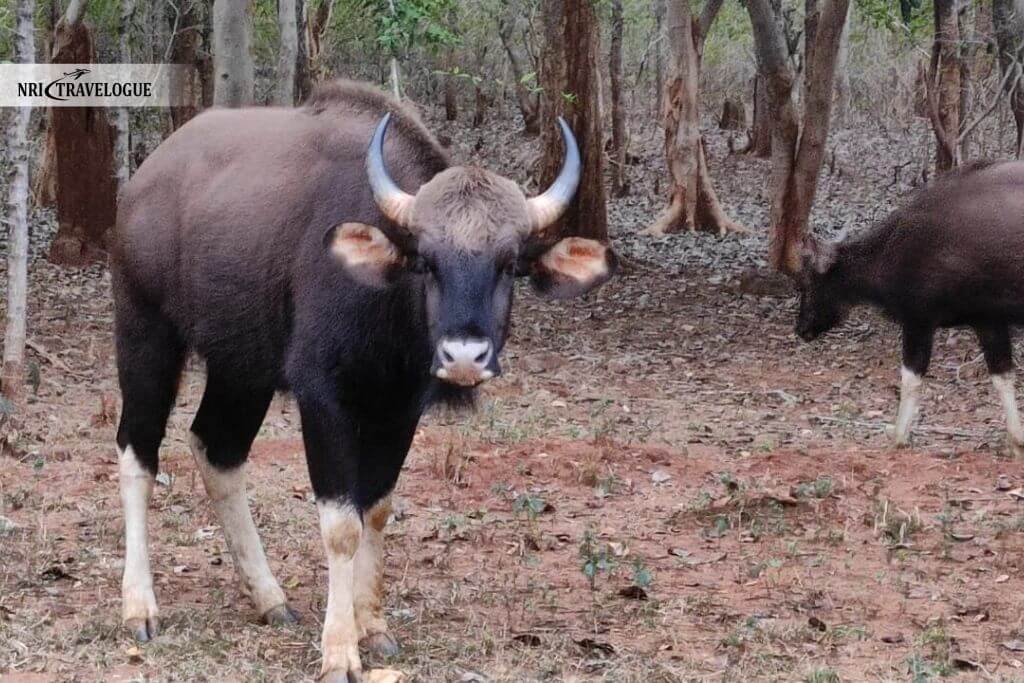 Bison (Gaur)