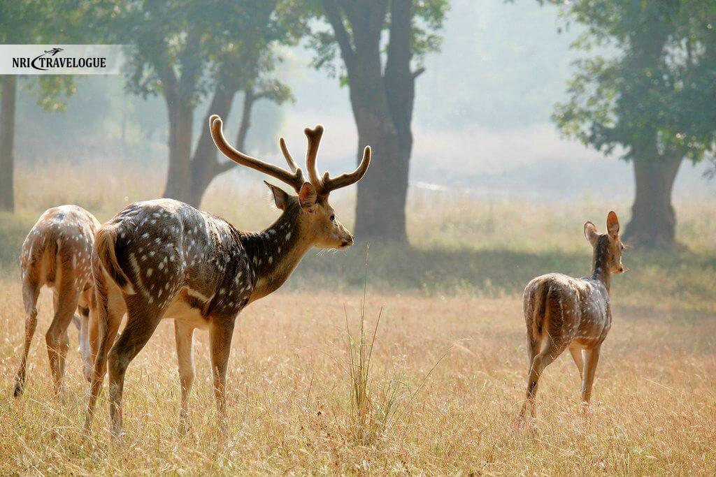 Chital (Spotted Deer)