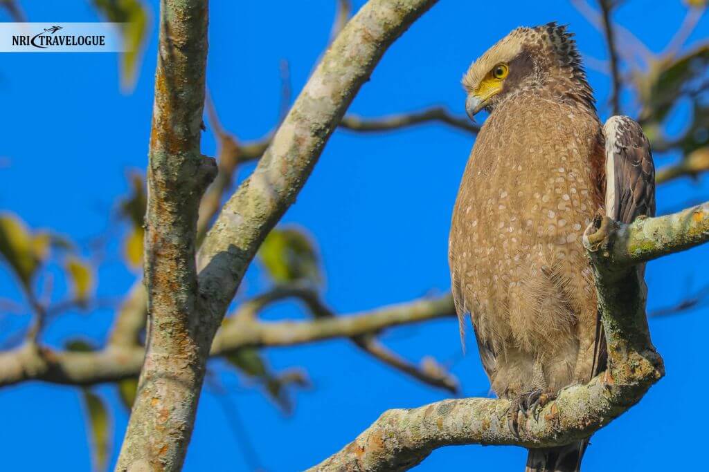 Crested Serpent Eagle