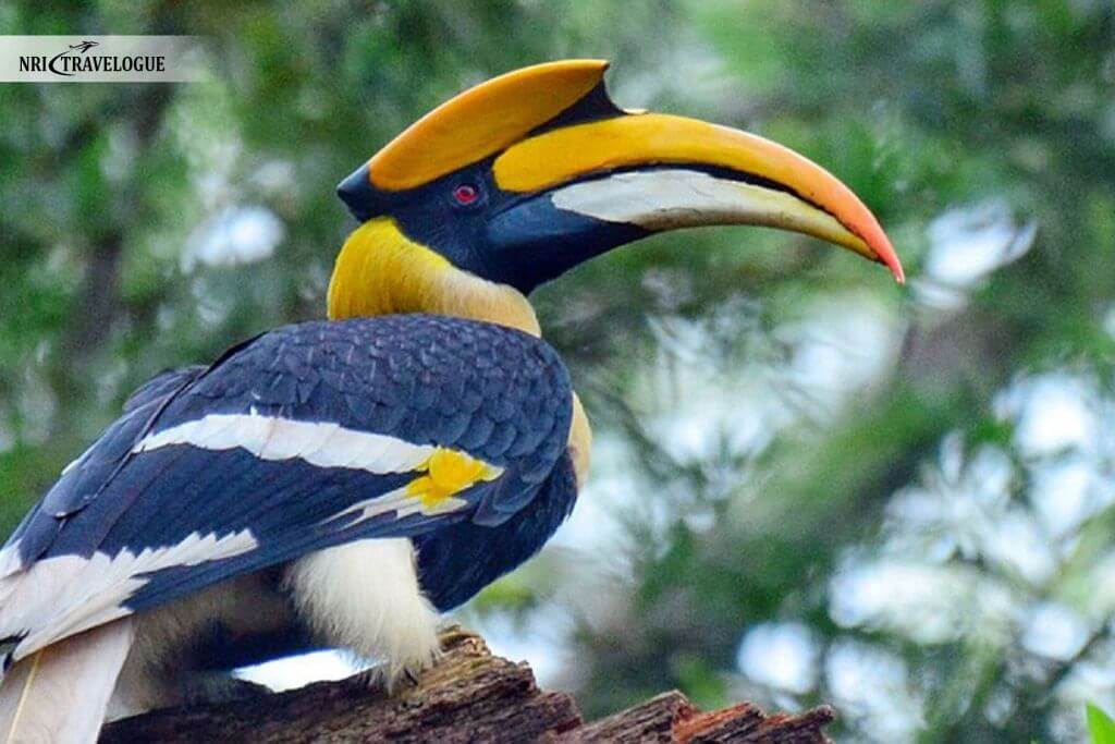 Great Hornbill