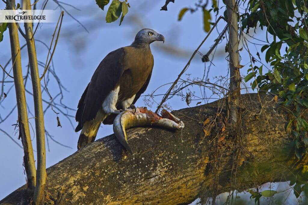 Grey-Headed Fish Eagle